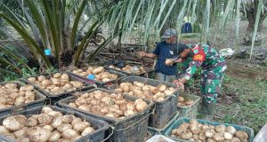 Babinsa Kodim 1209-07/Jgb Dampingi Warga Panen Bengkuang Tingkatkan Swasembada Pangan