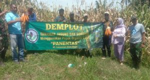 PT Tatanan Alam Segar (TAS) Memetik Hasil Panen Jagung Terbaik