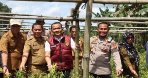 Kesiapan Penanaman Jagung: Polri Tinjau Lahan Pertanian di Desa Amboyo Inti