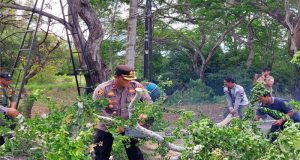 Pemangkasan Dahan Pohon Perindang di Jalur Utama Gilimanuk-Denpasar: Antisipasi Gangguan Kamseltibcarlantas