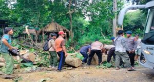 Pohon Tumbang Timpa Truk Satu Orang Terluka
