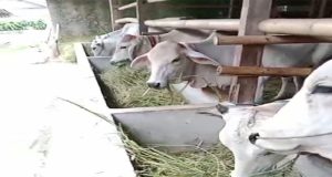 DPD LSM J.P.K.P Kabupaten Bekasi Berikan Apresiasi Kepada Dinas Pertanian Atas Bantuan 8 Ekor Sapi