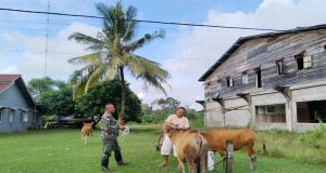Babinsa Temajuk Komsos Bersama Peternak Sapi Di Wilayah Dan Berharap Peternakan Bisa Berkembang