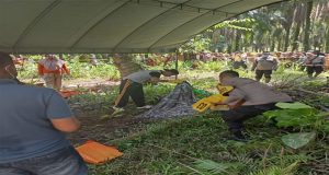 Penemuan Mayat Wanita Dalam Perkebunan Sawit PT HIP
