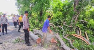 Penataan Pohon Perindang di Jalur Utama Gilimanuk – Denpasar oleh Polsek Kawasan Pelabuhan Gilimanuk, Sinergi Lintas Instansi untuk Keselamatan dan Kelancaran Lalu Lintas