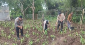 Perawatan Tanaman Jagung Di Lahan 20 Are Oleh Polsek Kawasan Pelabuhan Gilimanuk Dengan Warga Setempat