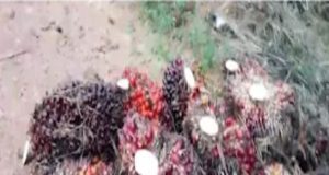 Warga Desa Lahang Hulu Kecewa, Program Kemitraan Plasma PT SAL Dinilai Merugikan