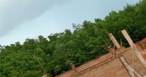 Miris Diduga Mangrove di Timbun di Bintan Sungai Enam