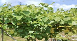 Arief Martha Rahadyan Bsc,Msc,: Inisiator Perwakilan Para Petani Bali Audiensi Kacang Bintang Dengan Bapak Joko Widodo di Solo