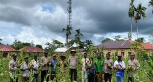 Kapolsek Masirei Bersama Stakeholder Panen Jagung Di Lahan Seluas 6.500 M²