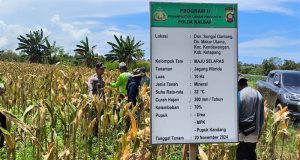 Sukseskan Program Ketahanan Pangan Nasional, Polres Ketapang Laksanakan Panen Jagung Di Kendawangan
