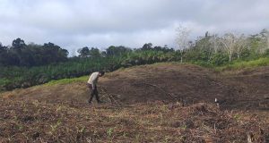 Polsek Tayan Hulu Cek Perkembangan Tanaman Jagung di Desa Sosok dan Kedakas