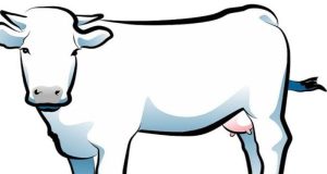 Dugaan Penyimpangan Dalam Pengadaan Sapi Bantuan Dinas Pertanian Dibantah Oleh D