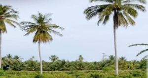 Skandal Mafia Tanah di Bireuen: Geuchik M. Rizal Terancam Hukuman Berat!