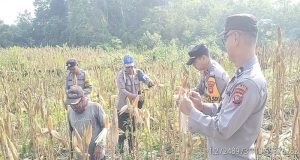 Bintara Pengerak Ketahanan Pangan Polsek Sandai Mengikuti Panen Perdana Jagung Hibrida