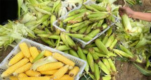 Lapas Perempuan Sigli Kembali Panen Jagung, Buktikan Konsistensi Program Ketahanan Pangan