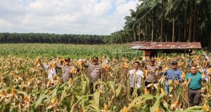 Kapolres Beltim Bersama “KLK Group” Dan Kelompok Tani Desa Bentaian Jaya Panen Jagung Di Lahan HGU PT SWP
