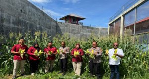 Semangat Ketahanan Pangan: Lapas Perempuan Sigli Panen Jagung Manis Bersama Kapolsek Pidie