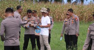 PJU Polda Kalbar Tinjau Persiapan Panen Raya Jagung di Bengkayang: Sinergi TNI AU-Polri dan Dinas Terkait Dorong Ekspor ke Malaysia