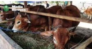Dana Peternakan Bireuen Diduga Capai Rp 4 Miliar Lebih, Hanya Hasilkan 8 Ekor Lembu: Program Dituding Gagal, Publik Tuntut Audit Investigatif