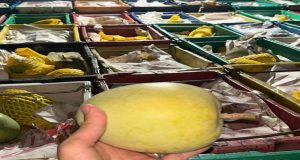 Bea Cukai Tembilahan Gagalkan Penyelundupan 15 Ton Mangga Ilegal ke Indragiri Hilir