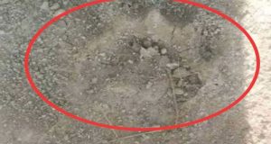 Griya Mukti Jaya Diteror! Satwa Langka atau Ancaman Nyata?