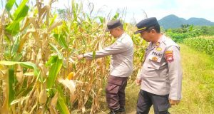 Polsek Singkawang Timur Dukung Ketahanan Pangan, Cek Lahan Jagung Jelang Panen Serentak