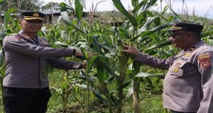 Presiden Prabowo Akan Hadiri Panen Raya Jagung Serentak Dengan Total Luas Lahan 851,12 Ha di Bengkayang