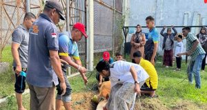 Peringati Hari Raya Idul Adha 1446 H, Lapas Perempuan Sigli Gelar Pemotongan Hewan Kurban