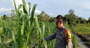 Bhabinkamtibmas Polsek Muara Pawan Laksanakan Cek Pertumbuhan Jagung Hibrida di Desa Sungai Awan Kiri