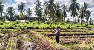 Kapolsek Matan Hilir Selatan Cek Tanaman Jagung Hibrida Poktan Gaya Baru di Desa Sungai Pelang