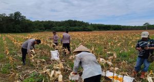 Kapolsek Kendawangan AKP Riski Arifianto Panen Jagung Hibrida di Desa Mekar Utama