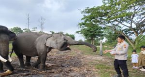 Langkah Nyata Kapolsek Tapung Hilir di Hari Bhayangkara ke 79: Jaga Gajah Liar dan Lindungi Warga!