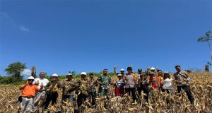 Kapolsek Sandai Bersama Anggota dan Kelompok Tani Binaan PT. Lingga Tejawana Panen Jagung Hibrida di Desa Alam Pakuan