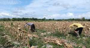 Bhabinkamtibmas Polsek Nanga Tayap Dampingi Pengelolaan Ulang Lahan Jagung Pasca Panen di Desa Simpang Tiga Sembelangaan