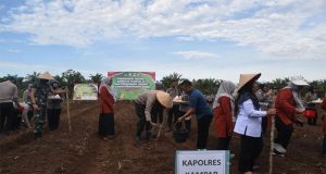 Kapolres Kampar Pimpin Penanaman Jagung Serentak, Dukung Swasembada Pangan Nasional!