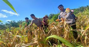 Kapolsek Nanga Tayap Panen Jagung Hibrida Bersama Kelompok Tani “Maju Bersama”
