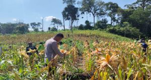 Kapolsek Nanga Tayap Panen Jagung Hibrida di Desa Pangkalan Teluk