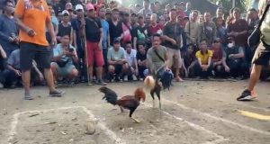 BREAKING NEWS: Viral Turnamen Sabung Ayam di Kuari AO Putussibau, Warga Resah: “Ini Judi, Bukan Hiburan!”