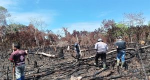 Kanit Binmas Polsek Nanga Tayap Laksanakan Penanaman Bibit Jagung Hibrida Bersama Kelompok Tani di Desa Pangkalan Teluk