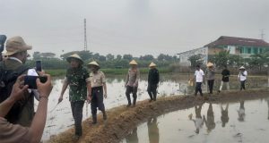 Panen Padi Bersama Gapoktan Rorotan Jaya dan Kodim 0502/JU di Cilincing Jakarta Utara Tahun 2025