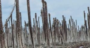 Mangrove, Martabat, dan Identitas: Kisah Perlawanan Damai Suku Duanu