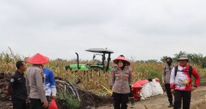Panen Perdana Jagung Demplot Presisi Polres Landak di Desa Amboyo Inti