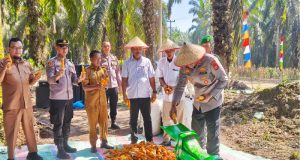Panen Jagung, Panen Berkah!” Kapolres Kampar Ikut Serta dalam Panen Raya di PT. Tasmapuja, Harapan Baru untuk Petani Kampar!