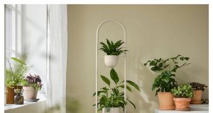 Tanaman yang Cocok Dalam Rumah untuk Udara Segar