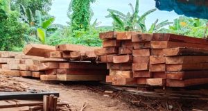 Jaringan Rapi Mafia Kayu: Oknum unit Intel Diduga Jadi Pengawal Truk-Truk Kayu Haram