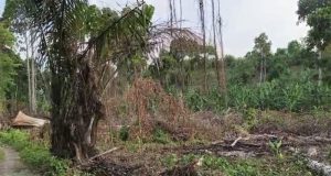 KPH Bali Barat Dinilai Abai, Hutan Blimbingsari Kini Gundul dan Digarap Bebas