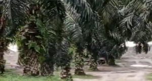 Aktivitas PETI, Sampai Saat ini Berjalan Dengan Lancar Belum Ada Tindakan, Ada Apa Dengan APH Kuansing??