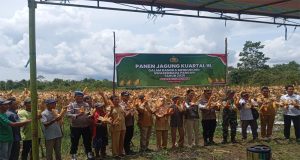 Panen Jagung Serentak Di Manggar Sukses, Polres Beltim Tegaskan Dukungan Ketahanan Pangan