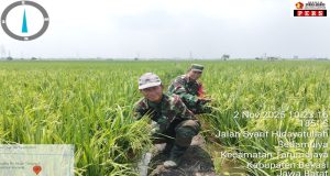 Babinsa Desa Setiamulya Laksanakan Program Ketahanan Pangan Melalui Penanaman Padi